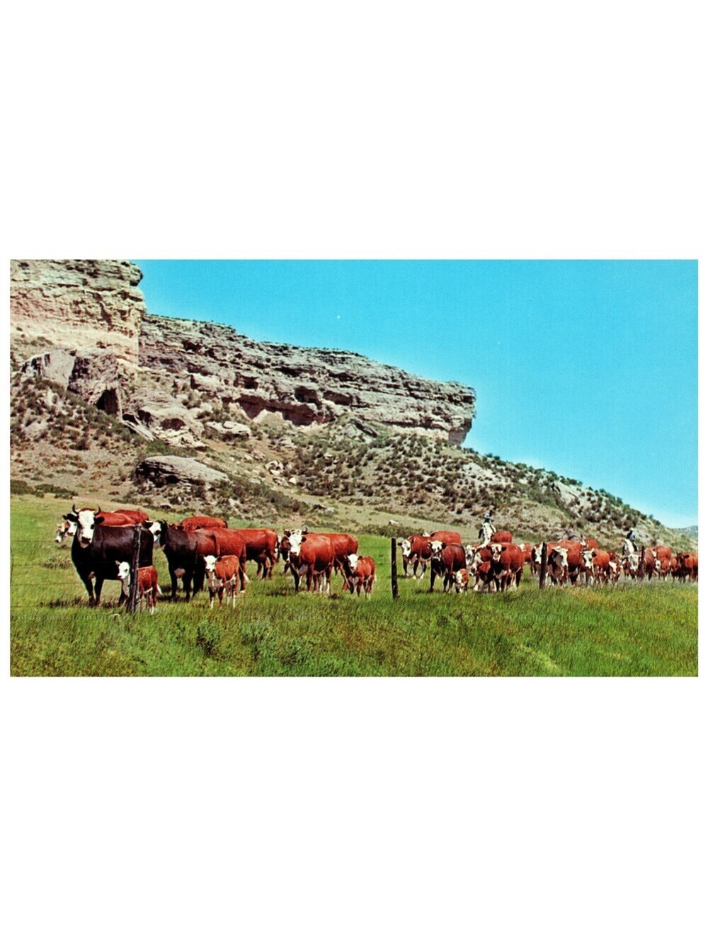Vintage Postcard 1960s Cattle Range Western Ranch Scene Rock Cliffs Old Stock